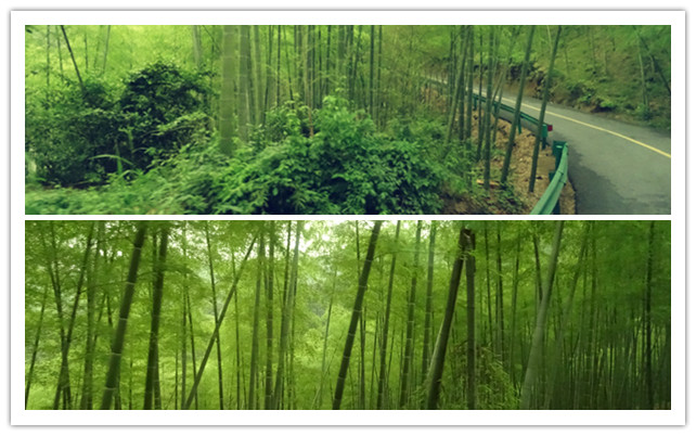 徑山竹林
